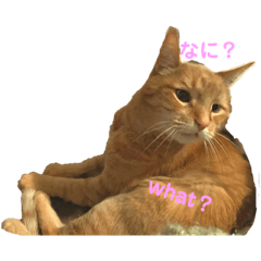 [LINEスタンプ] Be cats
