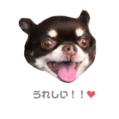 [LINEスタンプ] まろまゆちっぷ君