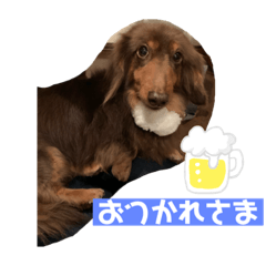[LINEスタンプ] ダックスと暮らす毎日③