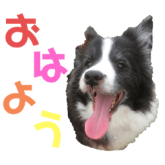 [LINEスタンプ] 日常会話我が家のわんこ