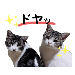 [LINEスタンプ] うちの子スタンプvol.2