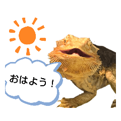 [LINEスタンプ] フトアゴちゃんスタンプ