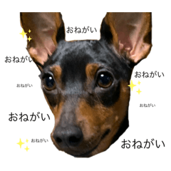 [LINEスタンプ] ミニピン  りっくん2