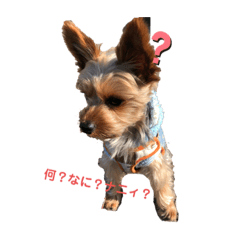 [LINEスタンプ] ヨークシャテリアのそら1