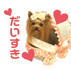 [LINEスタンプ] 我が家のヨーキーたち1