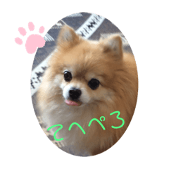 [LINEスタンプ] ポメ子のスタンプですよ