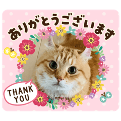 [LINEスタンプ] omiru chan4
