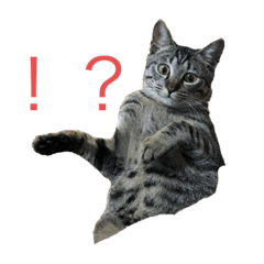[LINEスタンプ] OMOMMOMO