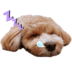 [LINEスタンプ] 気ままにちゃちゃまる