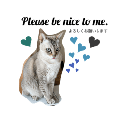 [LINEスタンプ] ふぅちゃんのおしゃれなスタンプ2