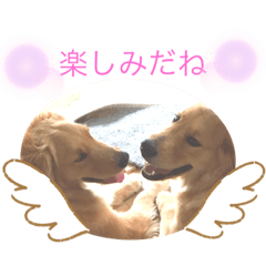 [LINEスタンプ] ゴールデンレトリバーの姫と雛 2