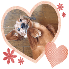 [LINEスタンプ] 茶色い犬のスタンプ001