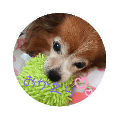 [LINEスタンプ] パピヨンパピヨン