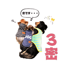 [LINEスタンプ] 今日のわんこ達