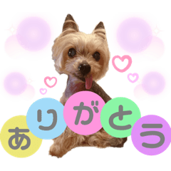 [LINEスタンプ] ぼくはチョコ！