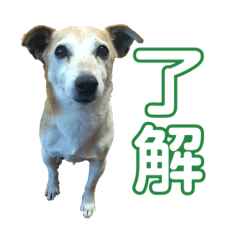 [LINEスタンプ] ベルとゆずとその他