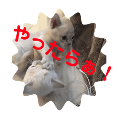 [LINEスタンプ] しゆうを決するスタンプ2