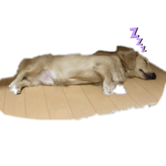 [LINEスタンプ] ミニチュアダックスフント専用スタンプ