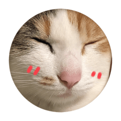 [LINEスタンプ] 三毛猫のにゃんちゃん