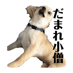 [LINEスタンプ] チワワのコメちゃん