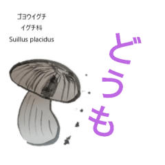 [LINEスタンプ] 水墨きのこ2