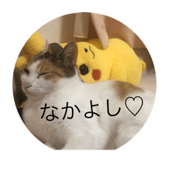[LINEスタンプ] ニャンちゃんさん