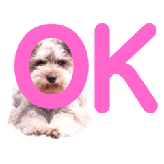 [LINEスタンプ] 山梨の犬たち