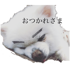 [LINEスタンプ] 白ポメのらなちゃん②