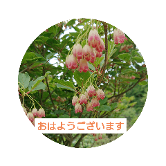 [LINEスタンプ] 大人が使える花のスタンプ
