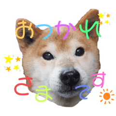 [LINEスタンプ] サスケスタンプver.2
