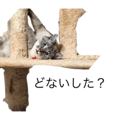 [LINEスタンプ] ねこ ちぃスタンプ
