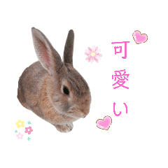 ❤︎可愛い癒し系うさぎ❤︎