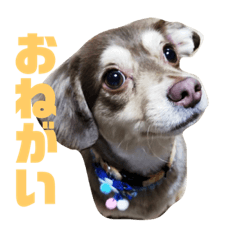 [LINEスタンプ] 福のいちにち
