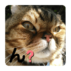 [LINEスタンプ] みんなのペット達