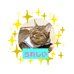 [LINEスタンプ] 風太にゃん