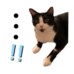 [LINEスタンプ] ハチワレツイン猫