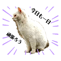 [LINEスタンプ] 猫のご挨拶
