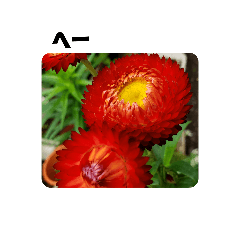 [LINEスタンプ] 花とかんたんし❗