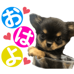 [LINEスタンプ] ゆうゆのチワワとダックス
