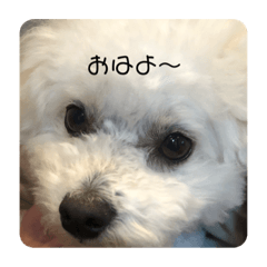 [LINEスタンプ] 愛犬もく。#1