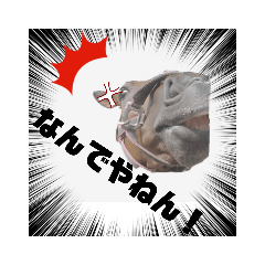 [LINEスタンプ] 馬うますたんぷ 関西弁