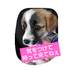 [LINEスタンプ] ジャックラッセルテリアラテスタンプ7