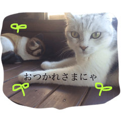 [LINEスタンプ] よく使うにゃんこLINE