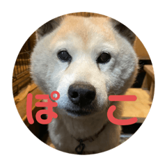[LINEスタンプ] むらかみぽこです2