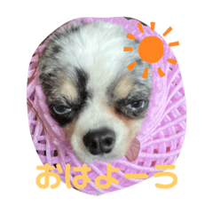 [LINEスタンプ] チワワのまる吉とぽぽ
