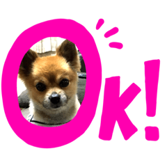 [LINEスタンプ] チワワのレモンくん part2