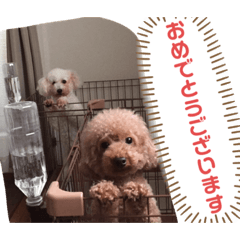 [LINEスタンプ] ココ.シュシュスタンプ
