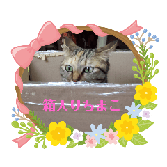 [LINEスタンプ] ちまこデイリーに使えるかな？