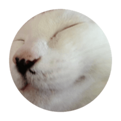 [LINEスタンプ] ピーコかわいい
