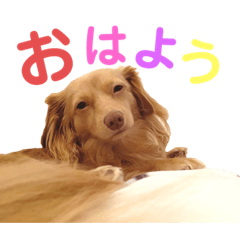 [LINEスタンプ] チワックスの空太くん❤︎